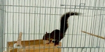 Após ser encontrado ferido, esquilo recebe atendimento no Centro de Controle de Zoonoses de Peruíbe